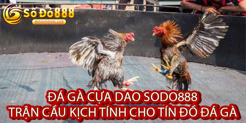 Đá Gà Cựa Dao